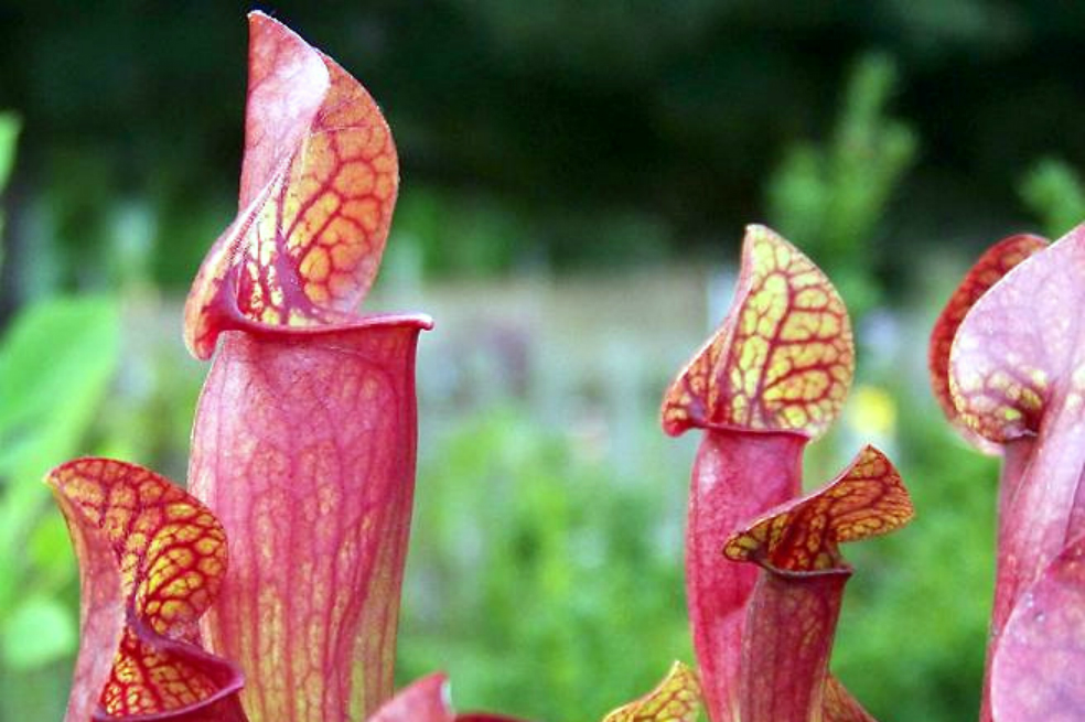 Así se volvieron carnívoras las plantas