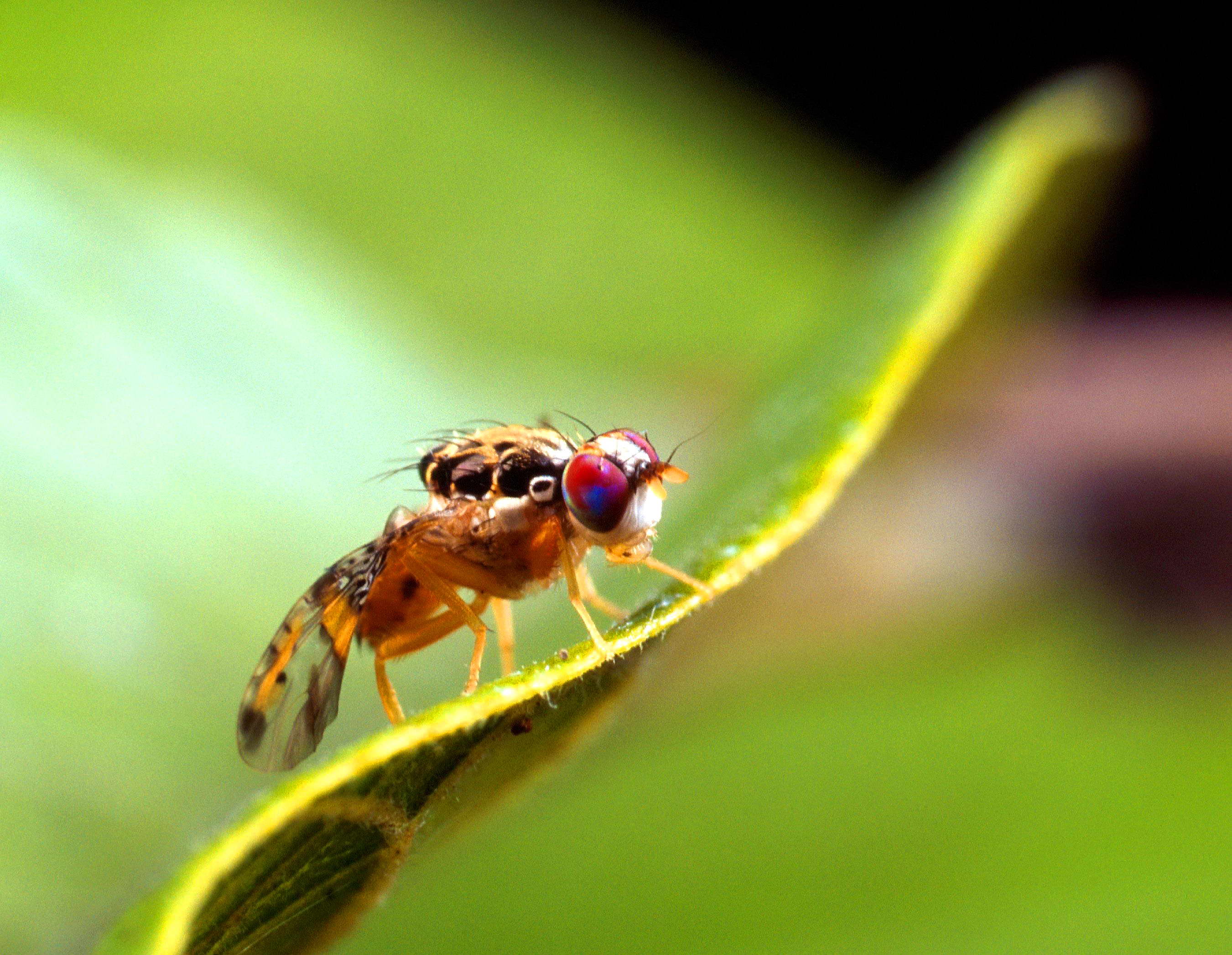 La mayoría de agroquímicos alteran la conducta y desarrollo de los insectos