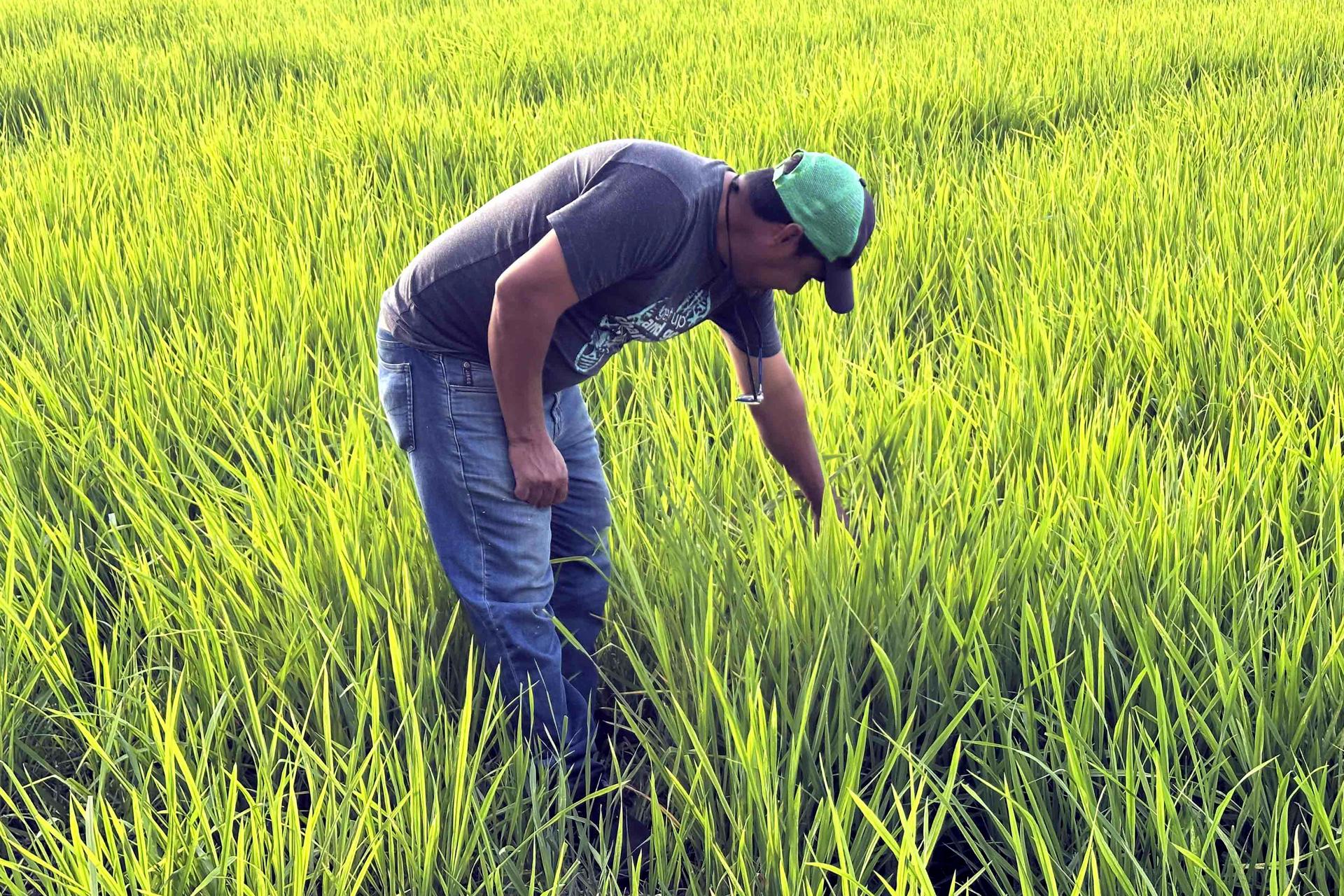 AME9709. BOGOTÁ (COLOMBIA), 15/04/2025.- Fotografía del 25 de marzo de un hombre caminando por una plantación de arroz en el municipio de Jesús de Otoro (Honduras). Los productores hondureños de arroz exigen al Gobierno que preside Xiomara Castro políticas claras en apoyo al sector agrícola nacional, para no retirarse de una actividad que se ha visto reducida drásticamente en los últimos diez años. EFE/Germán Reyes ARCHIVO