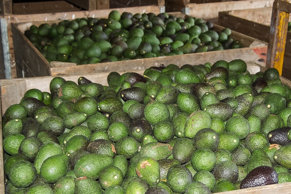 Aguacate Hass y otros logros de la economía colombiana