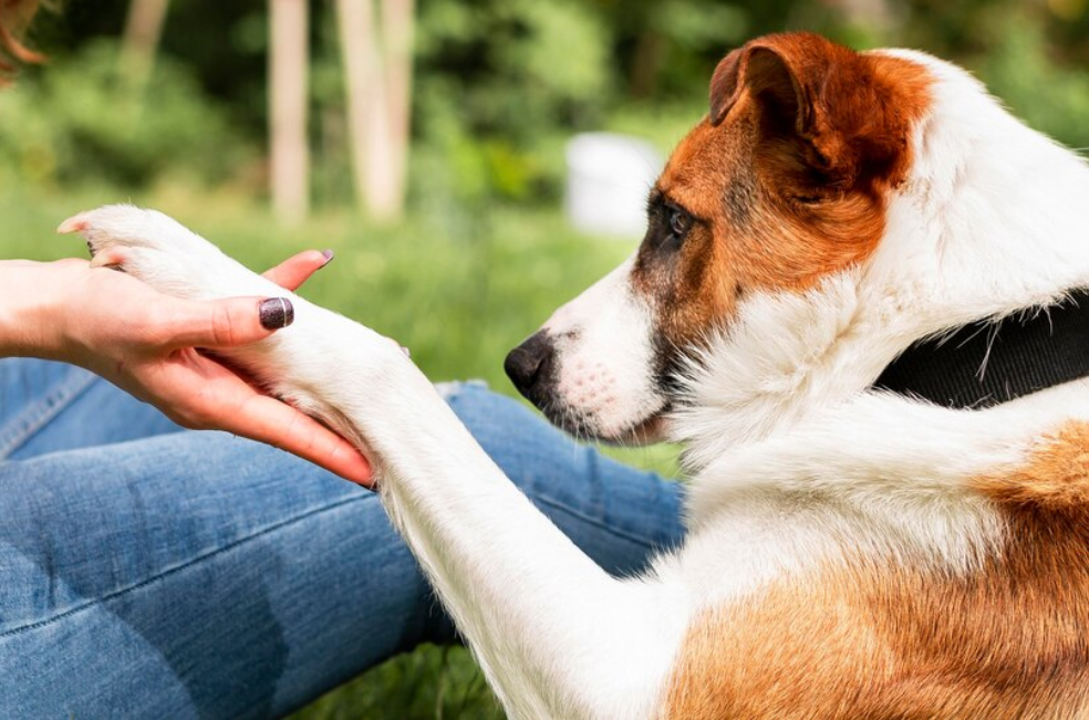 ¿Cómo saber si su perro es fiel a usted? Señales de que nunca lo abandonaría