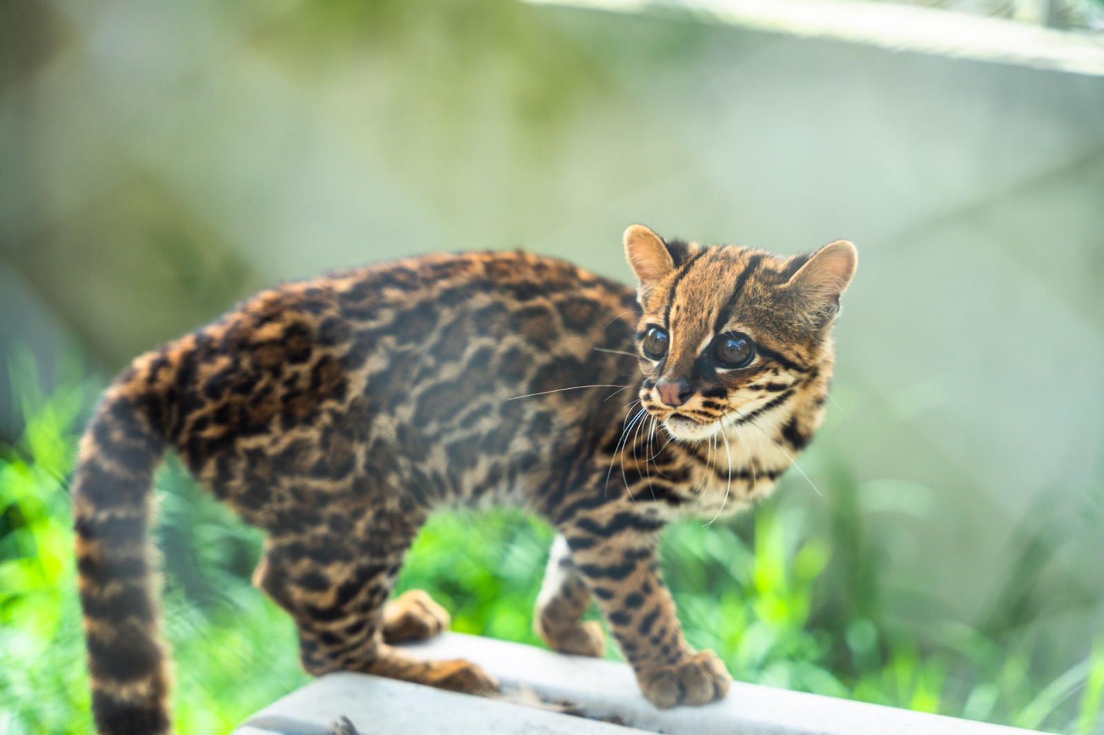 Aumenta el rescate de crías de felinos en el Huila: “los venden como mascotas”
