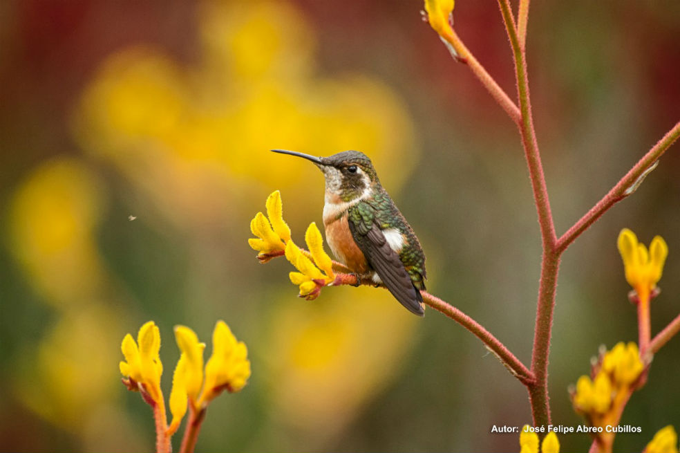 Lanzan campaña para el cuidado de la fauna silvestre bogotana