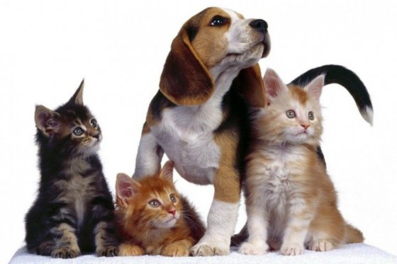 Urgencias veterinarias gratuitas para perros y gatos de estratos 1 y 2 es un hecho