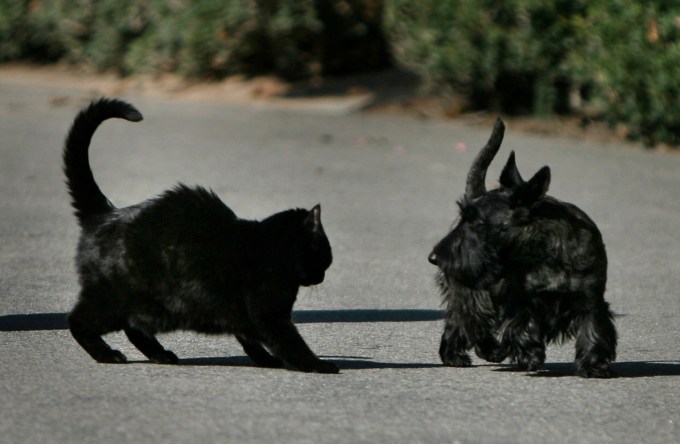 Mascotas en la Casa Blanca