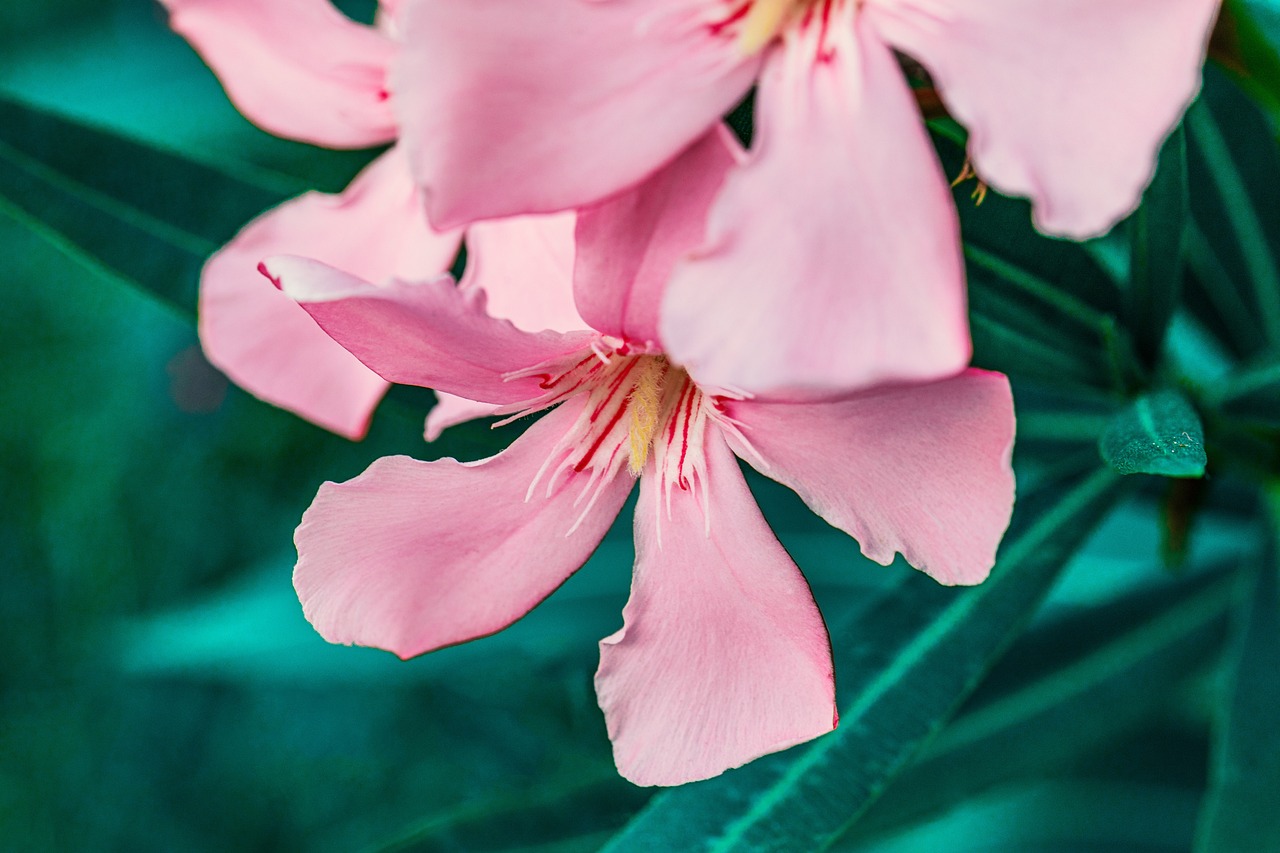 Adelfa: la planta de flores rosadas que embellece jardines pero requiere cuidado