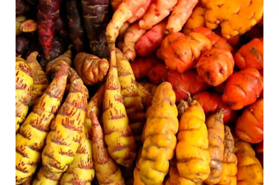 Perú libra una batalla contra el robo de especies nativas de flora
