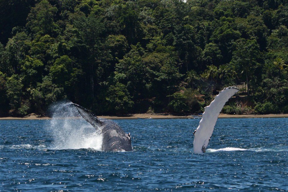 Anualmente más de 3000 ballenas yubarta llegan a las costas colombianas, gracias a esto el país es reconocido mundialmente por ser el destino de mayor migración estacional de ballenas jorobadas.