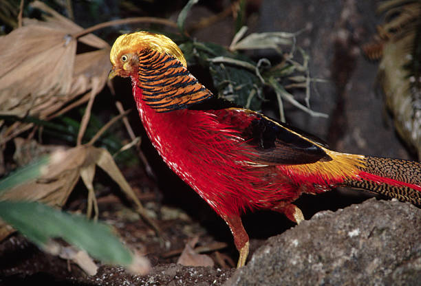 Las plumas que ayudan a este macho a conquistar, también lo vuelven un poco ciego al mundo