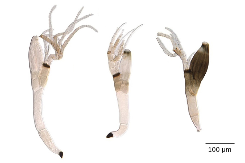 Dos nuevas especies de hongos recibieron nombres relacionados con la pandemia