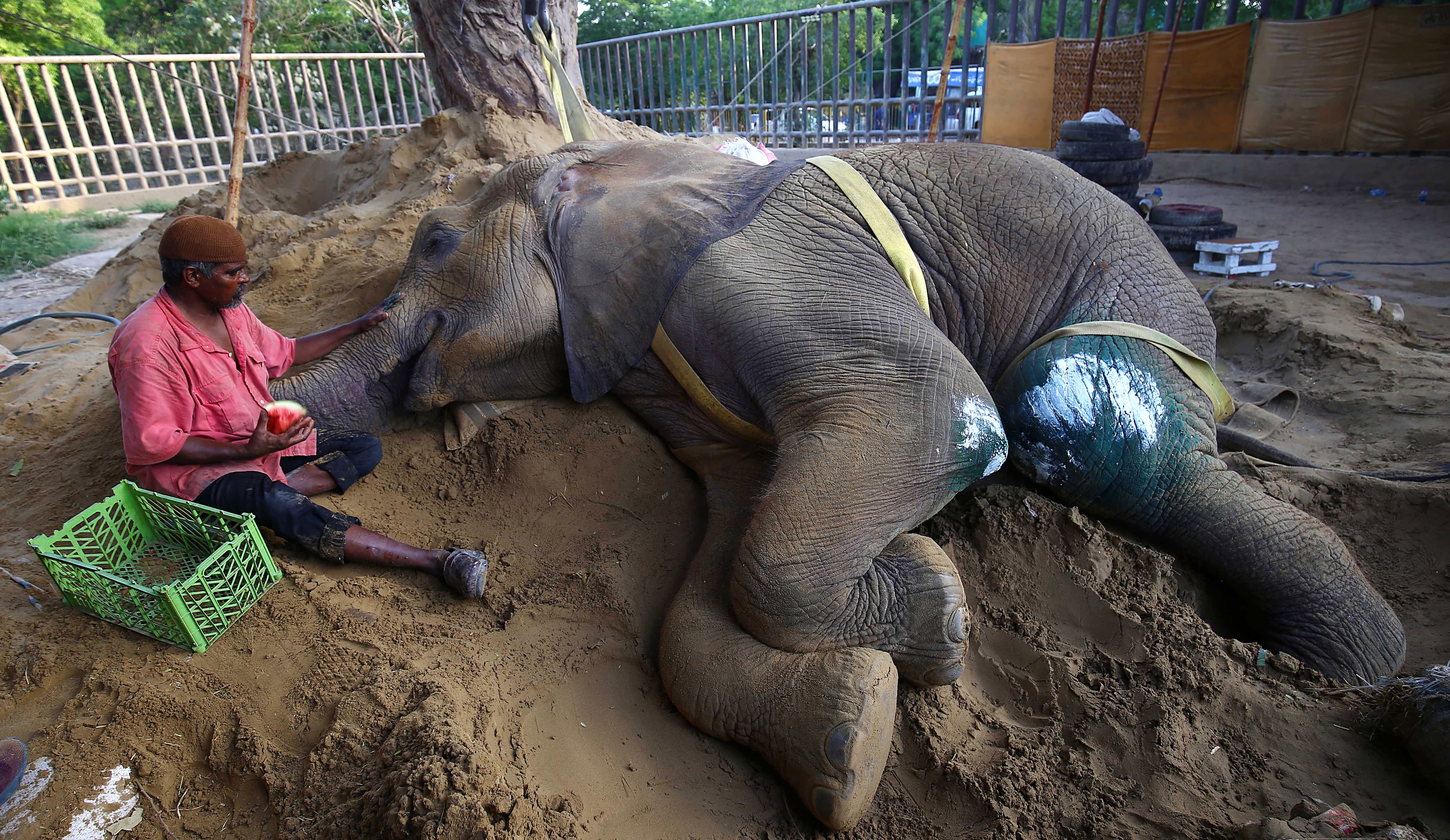 Expertos determinan si elefanta de zoológico de Pakistán debería recibir eutanasia