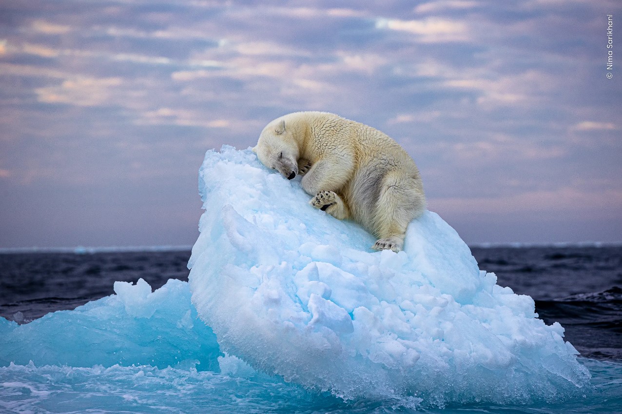 Cama de hielo (Ice Bed, nombre original en ingles).