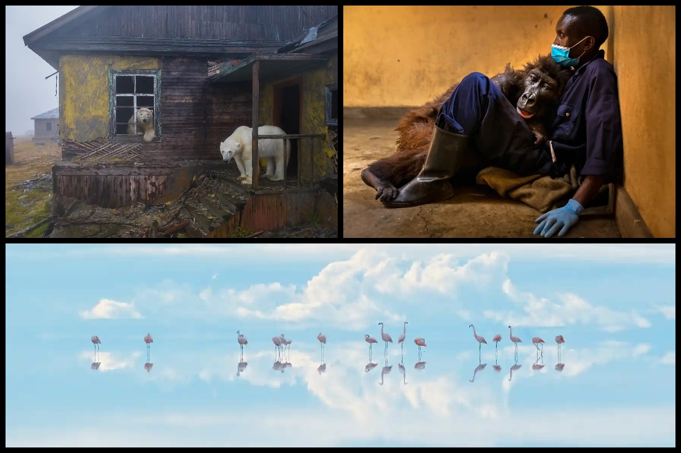 Wildlife Photographer of the year: las mejores imágenes de la vida salvaje en 2022