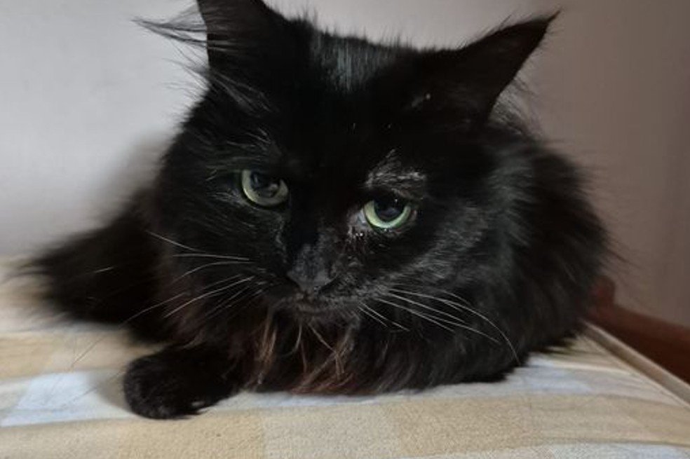 Mojo, el gato que estuvo perdido por cuatro años, se reencuentra con su familia