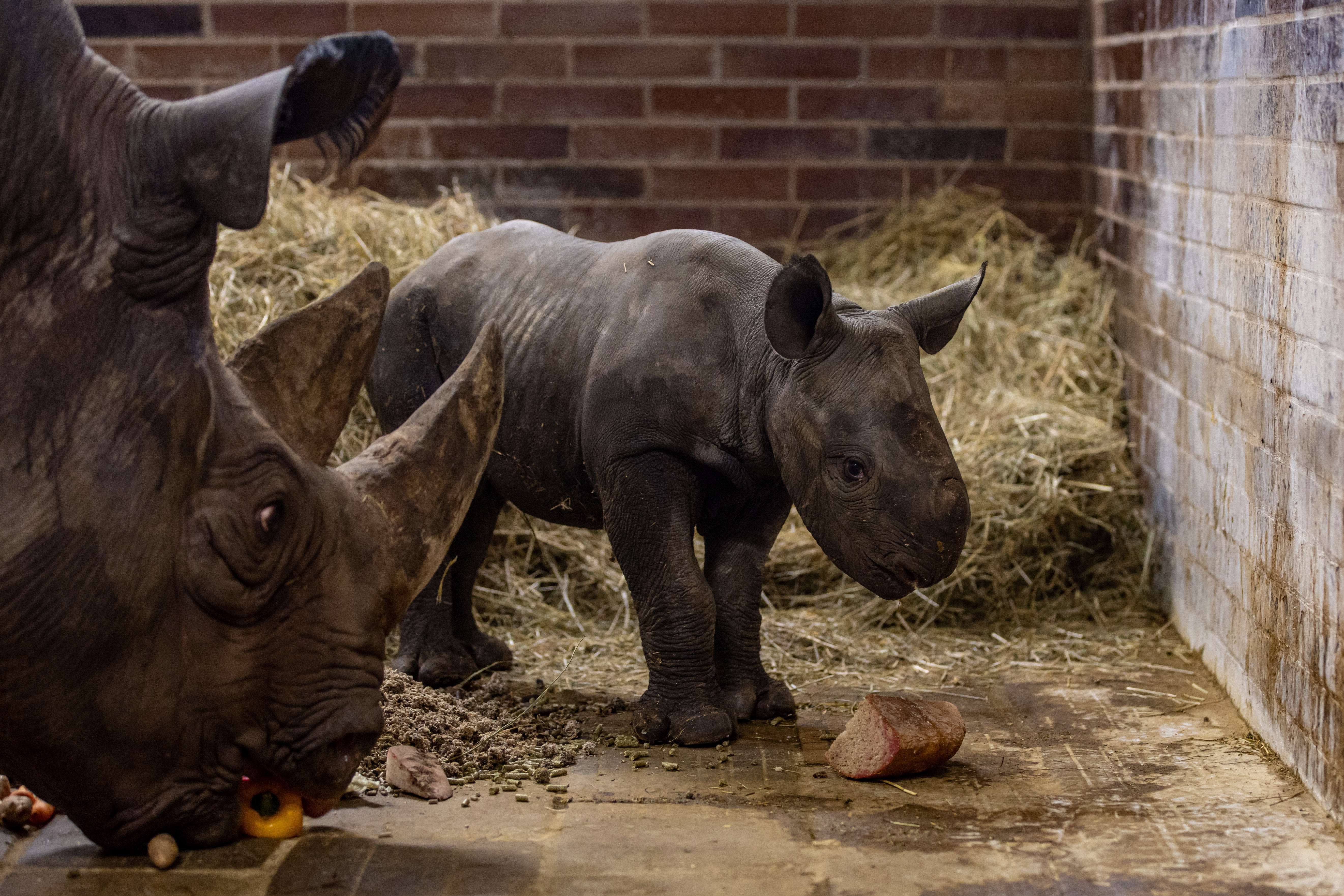 Dvur Kralove Nad Labem (Czech Republic), 13/03/2023.- A ten-day-old male eastern black rhinoceros (Diceros bicornis michaeli) calf named Magashi next to his mother Maisha inside their enclosure at the Safari Park in Dvur Kralove nad Labem, Czech Republic, 14 March 2023.The rhino species is listed as critically endangered. (República Checa) EFE/EPA/MARTIN DIVISEK