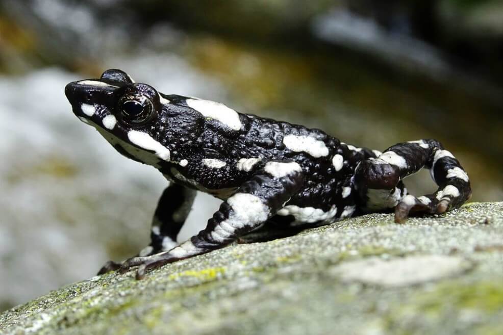 Perdida por 25 años reaparece en la Sierra Nevada la hermosa ´rana arlequín de la noche estrellada´