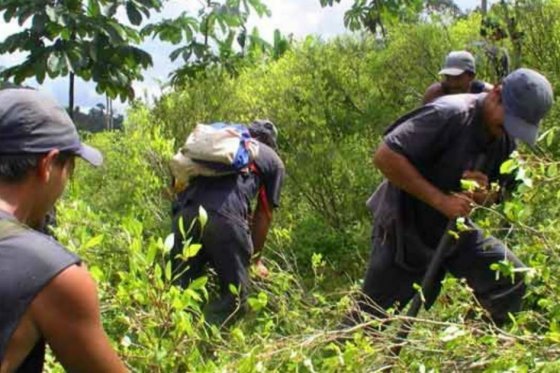 Colombia inicia erradicación manual de cultivos de coca con glifosato