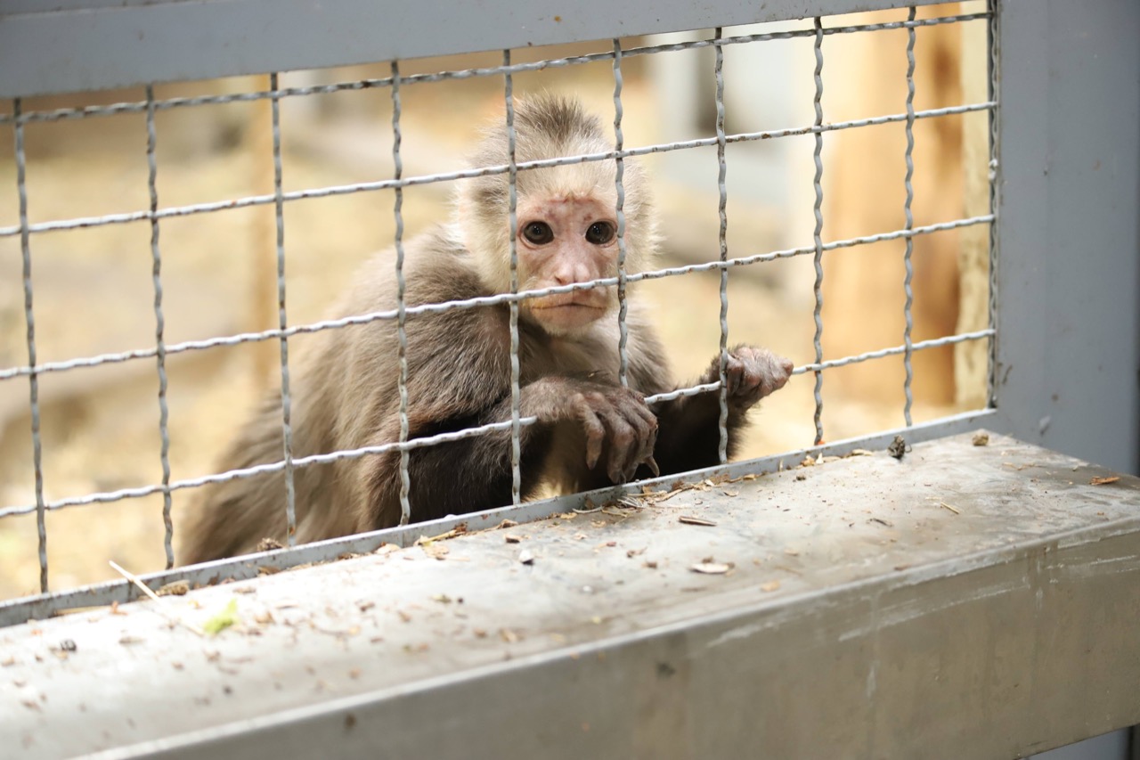 Distrito hace llamado para evitar compra y tráfico de fauna silvestre