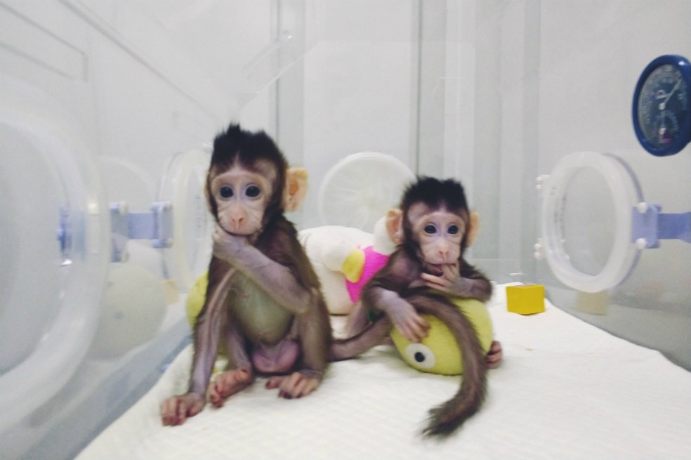 «Es un espectáculo de terror»: Peta sobre clonación de monos en China