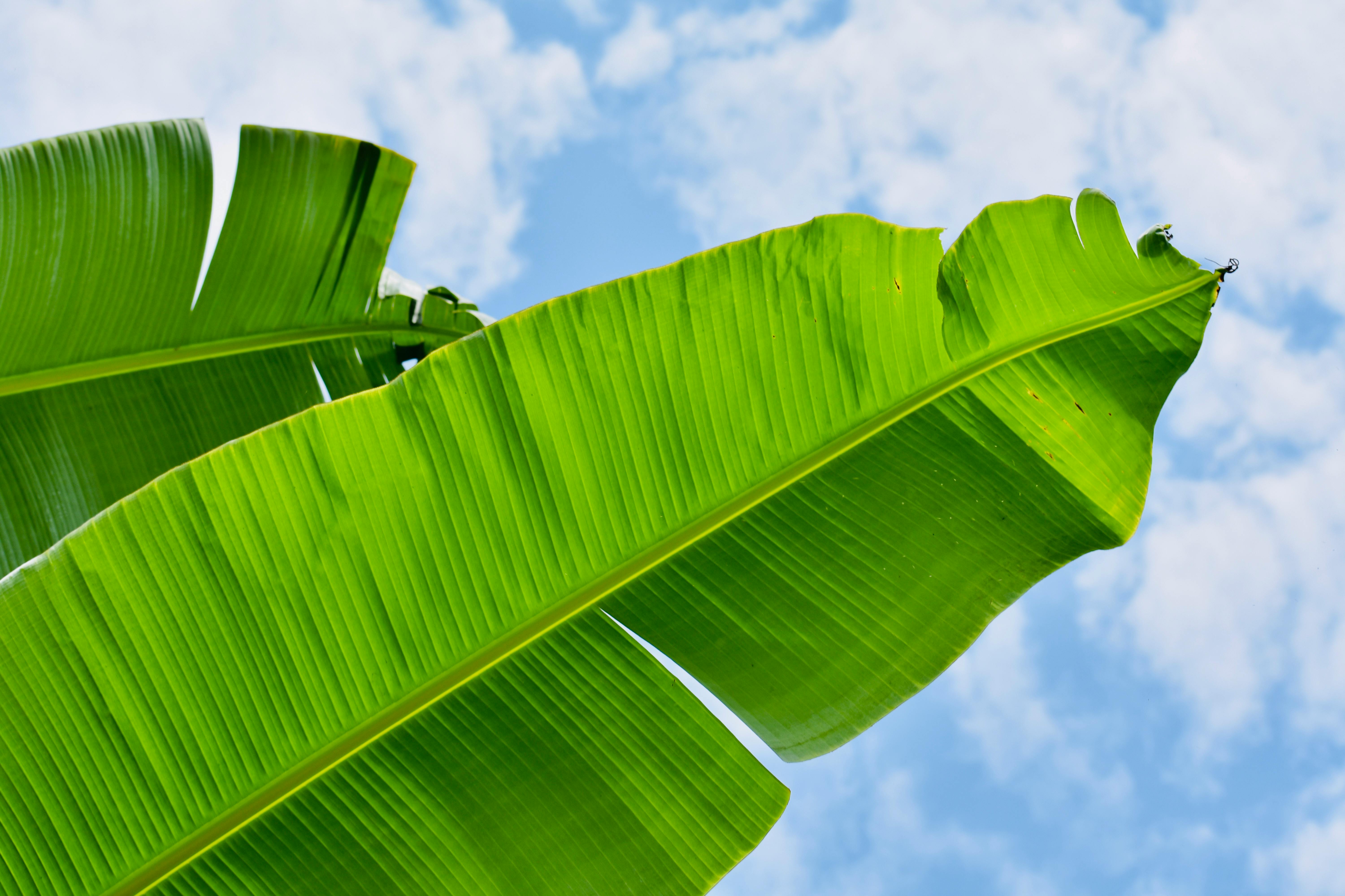 ¿Para qué sirve la hoja de plátano, muy popular para envolver el fiambre?