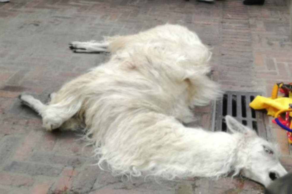 Una llama enferma, en el centro de Bogotá, despierta indignación en redes sociales