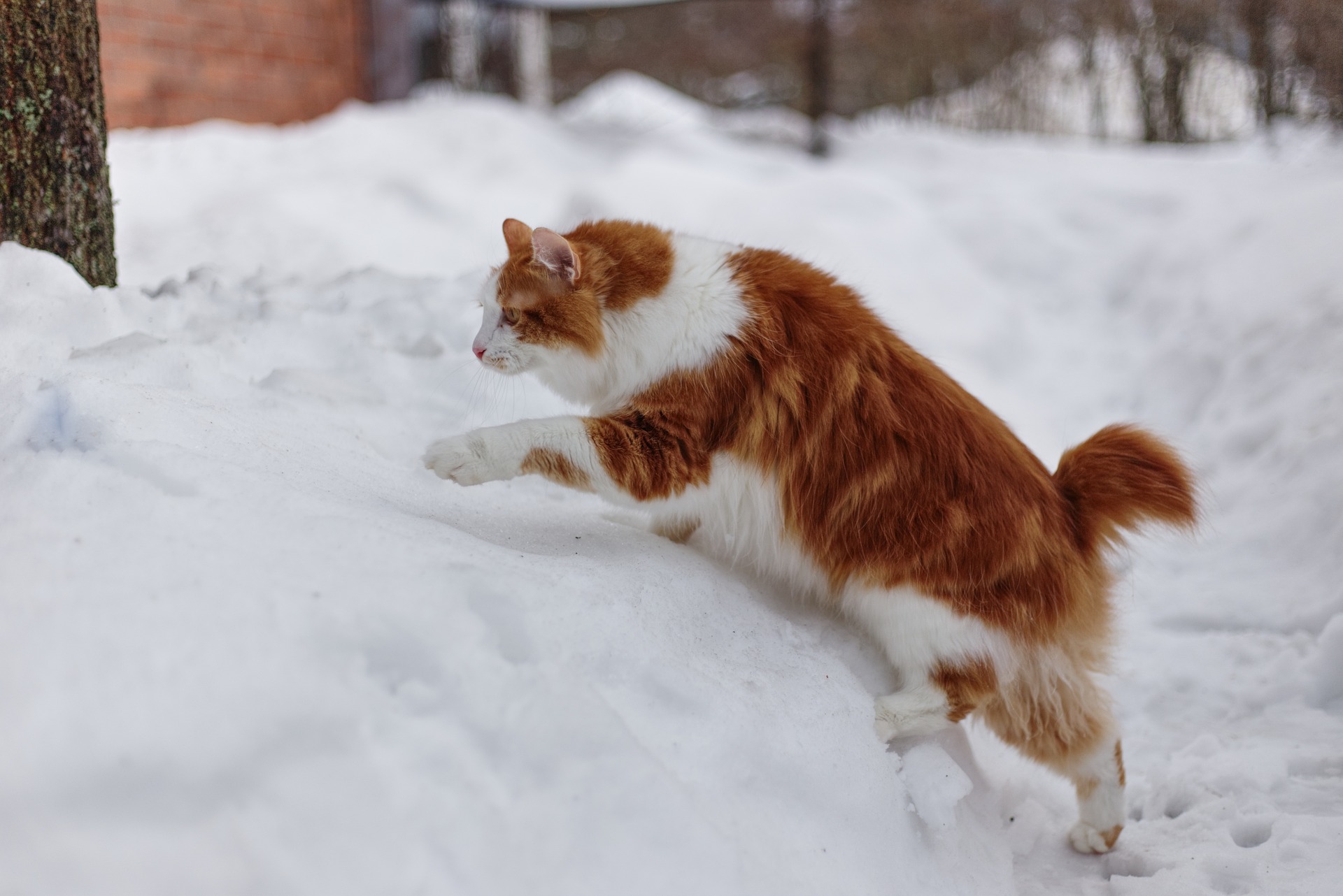 Durante muchos años, el bobtail ha sido el gato callejero icónico de Japon