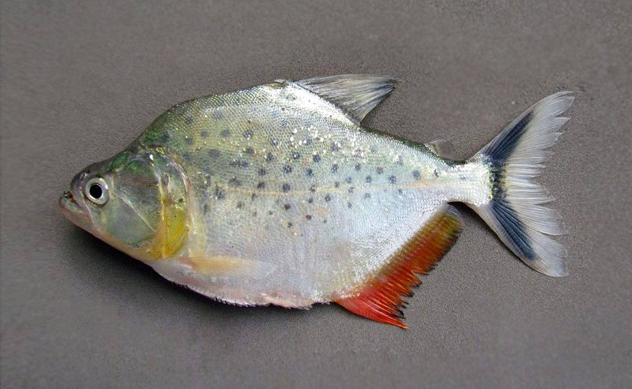 El "Serrasalmus magallanesi" vive en subcuenca del río Beni, en la cuenca del Amazonas boliviano.