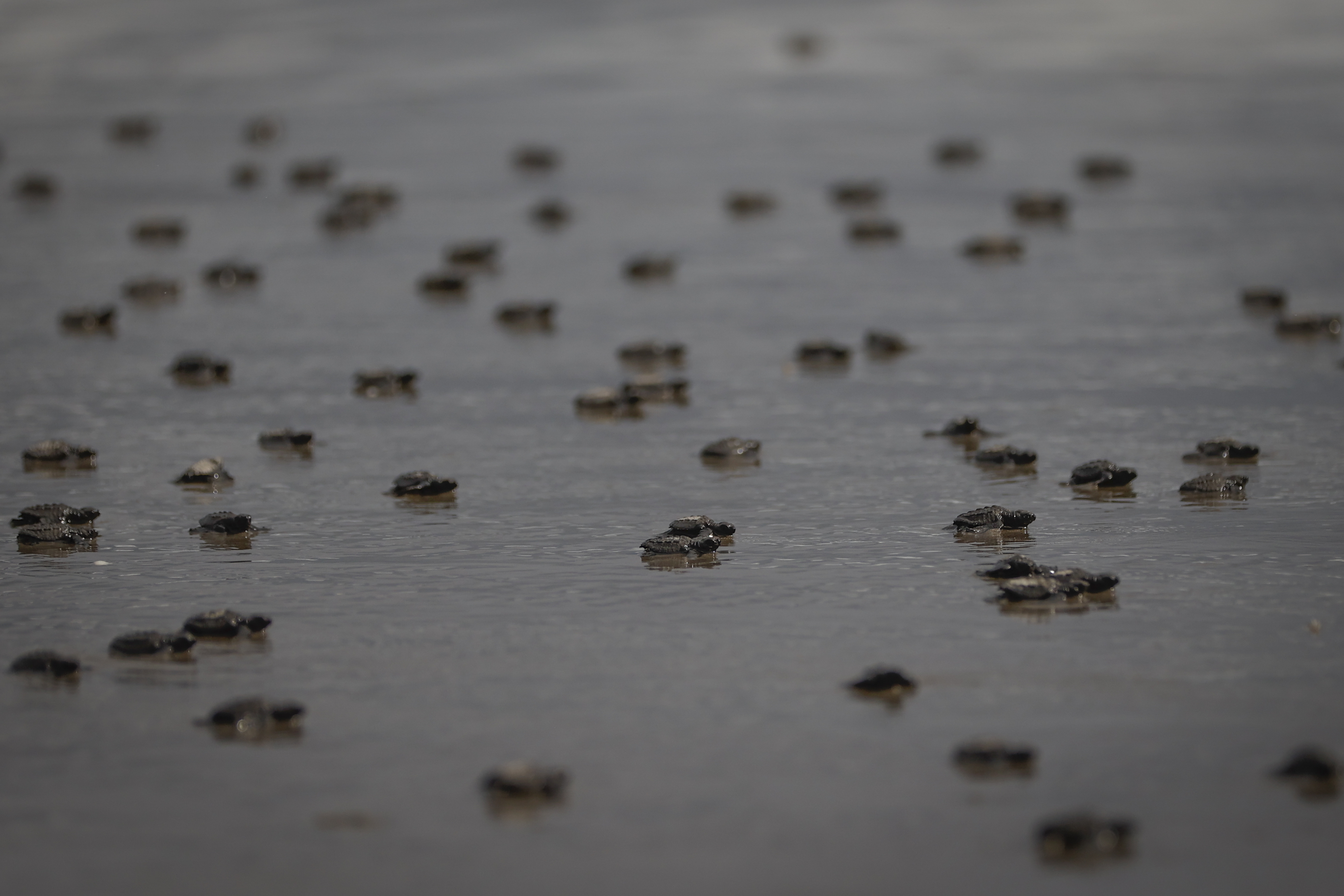 Científicos detectan plásticos en nidos de tortugas marinas en una isla remota de Brasil