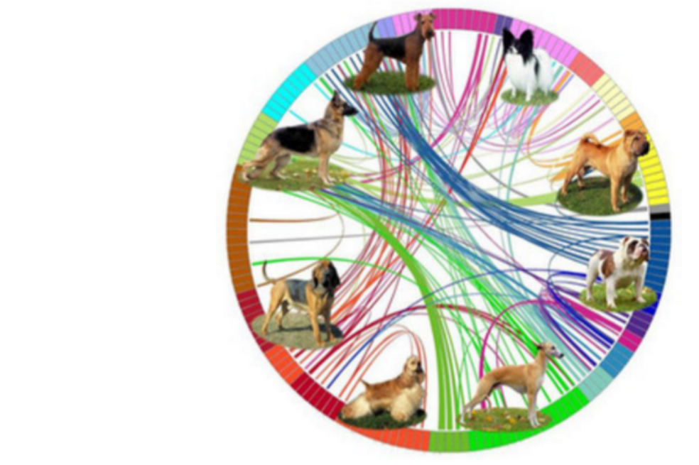Este es el mapa más completo de la evolución de las razas de perros