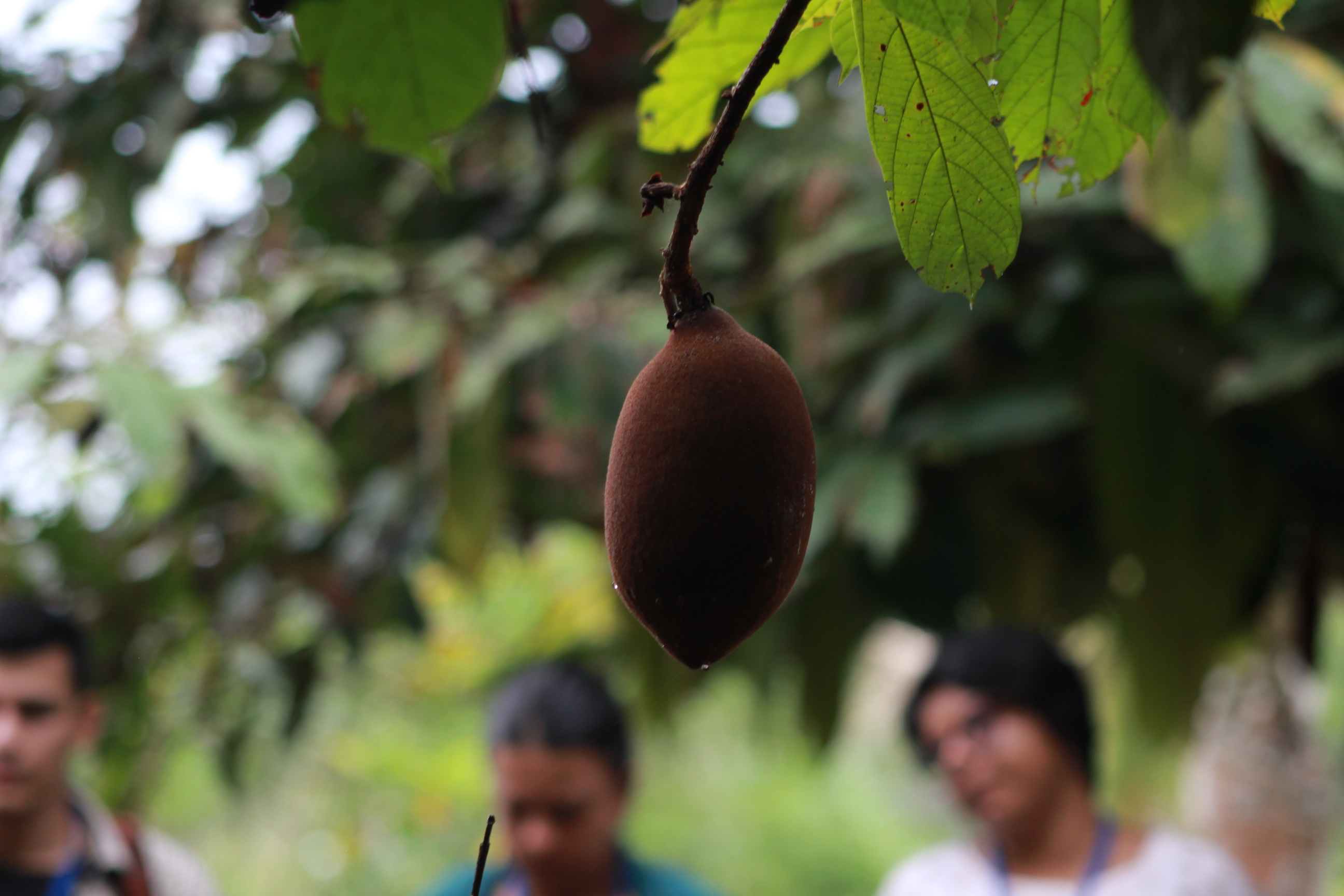 La planta es propia de esta región, por lo que se ha convertido en pilar de diversos procesos de transición a la agroecología.