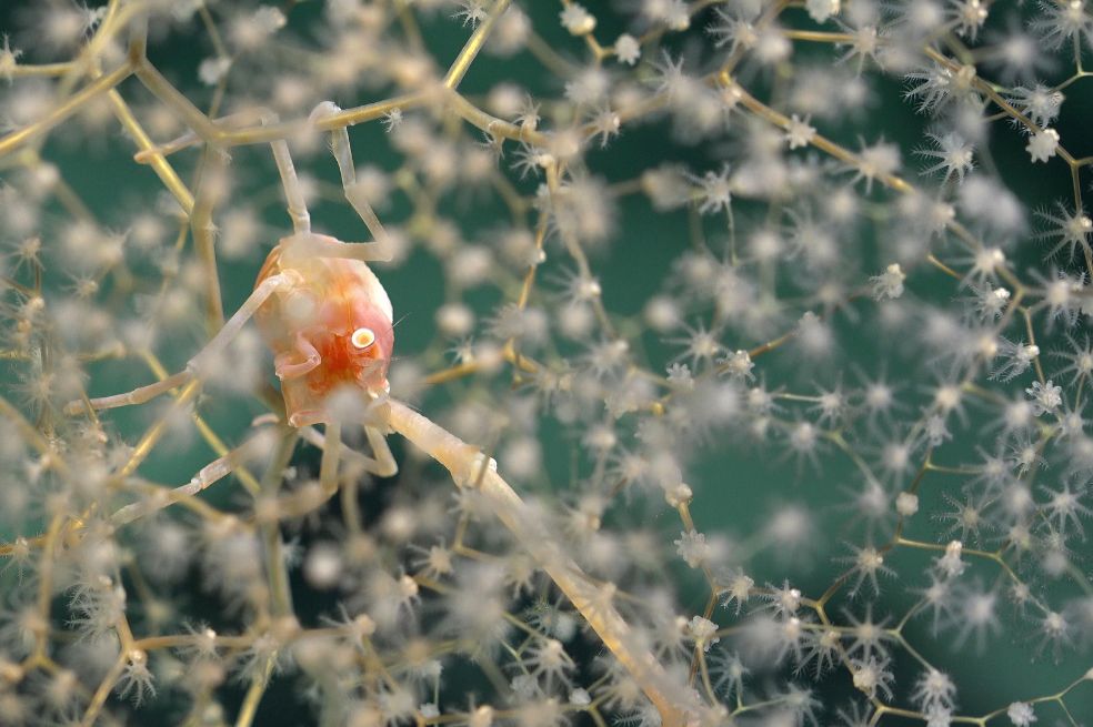 Los investigadores determinaron que los montes submarinos individuales albergan ecosistemas distintos, como jardines de esponjas de cristal y profundos arrecifes de coral.