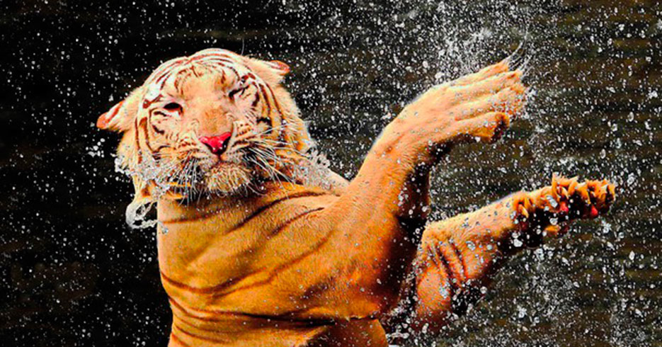 15 fantásticas fotos del concurso de National Geographic 2014