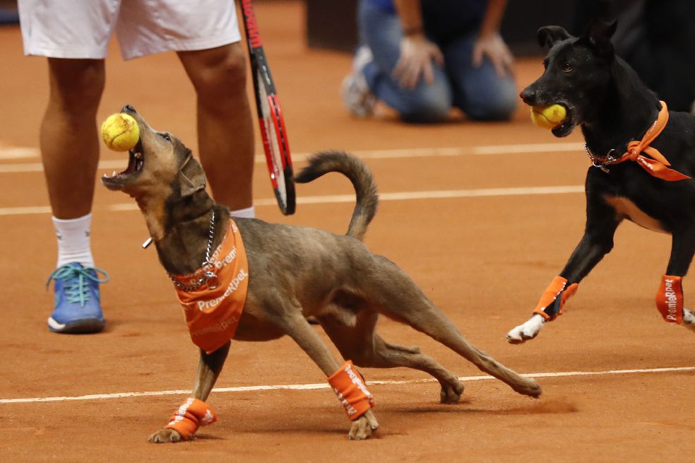 De perros callejeros a recogebolas