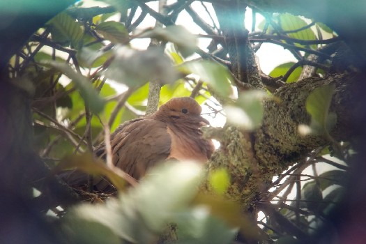 Veeduría ciudadana al FEP: informe detalla afectaciones a las aves durante el festival