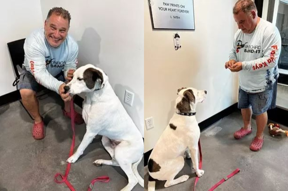 Perro abandonado por ser sordo es adoptado por una persona con pérdida de la audición