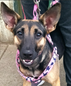 Manuela es una de las perritas que están disponibles para ser adoptadas en Pataclau. Está esterilizada, vacunada y tiene aproximadamente 2 años.