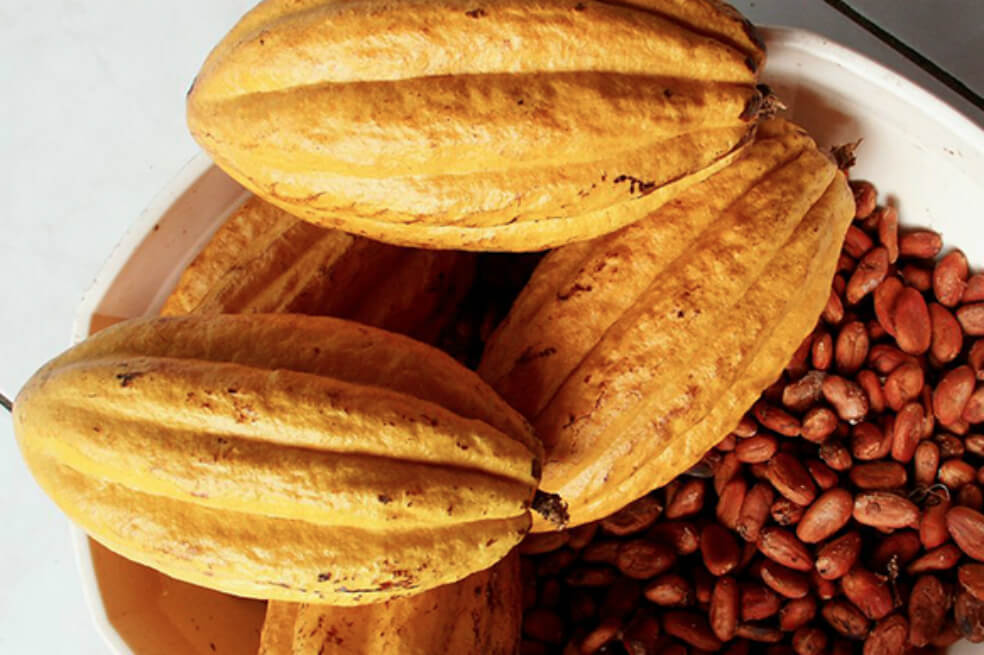 El cacao natural favorece la concentración y el rendimiento mental