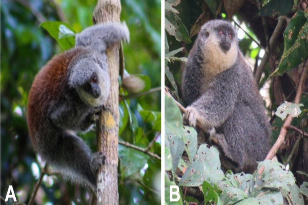 Mono titi de Brasil que canta a dueto está dentro de los primates más amenazados