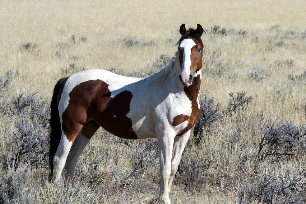 Según un estudio, los caballos salvajes están extintos
