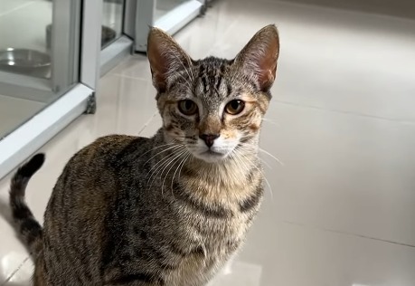 Regresan a Nala y Kiara a la fundación: piden mayor sinceridad al adoptar gatos