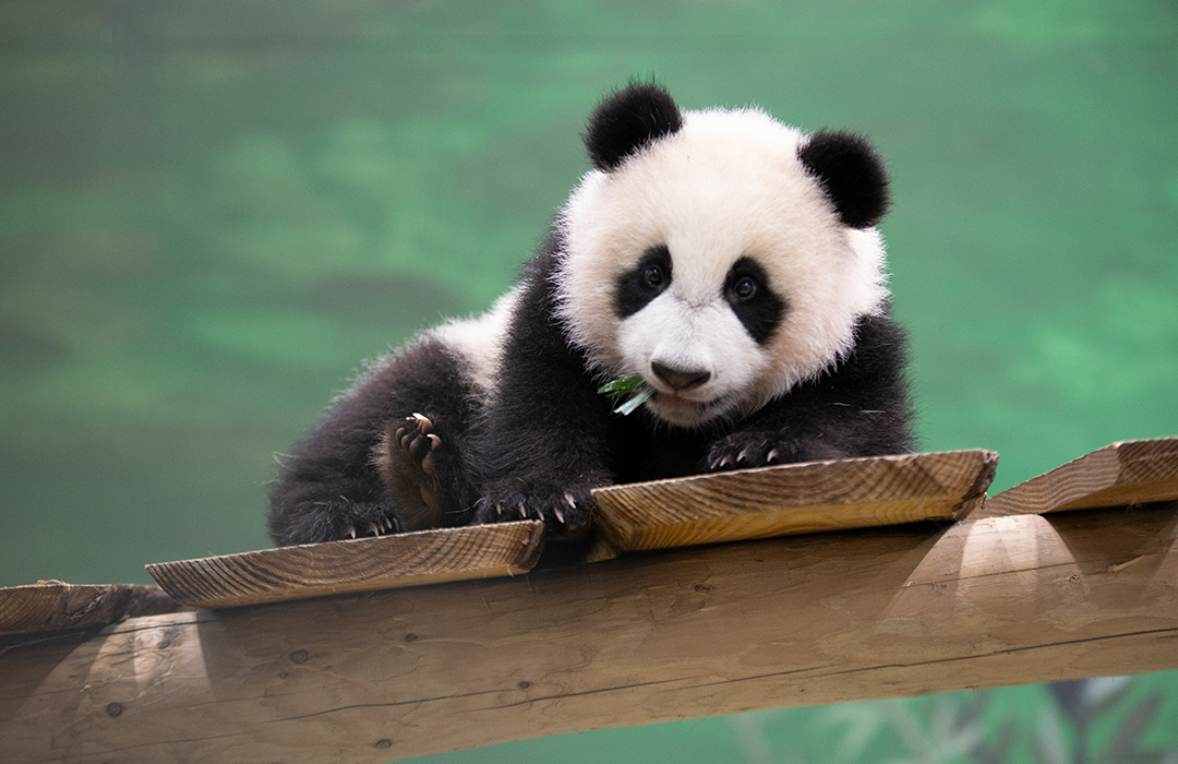 ¡Sorpresa! Panda Fan Xing, en Países Bajos, resultó ser una hembra y no un macho