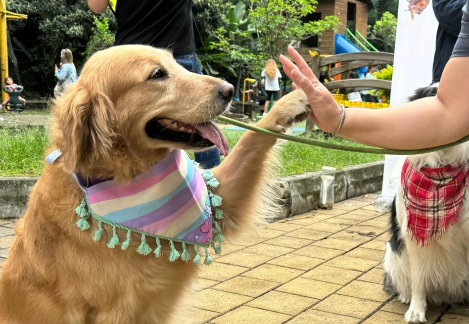 Los eventos tienen como objetivo la adopción responsable y donación de alimentos para mascotas.