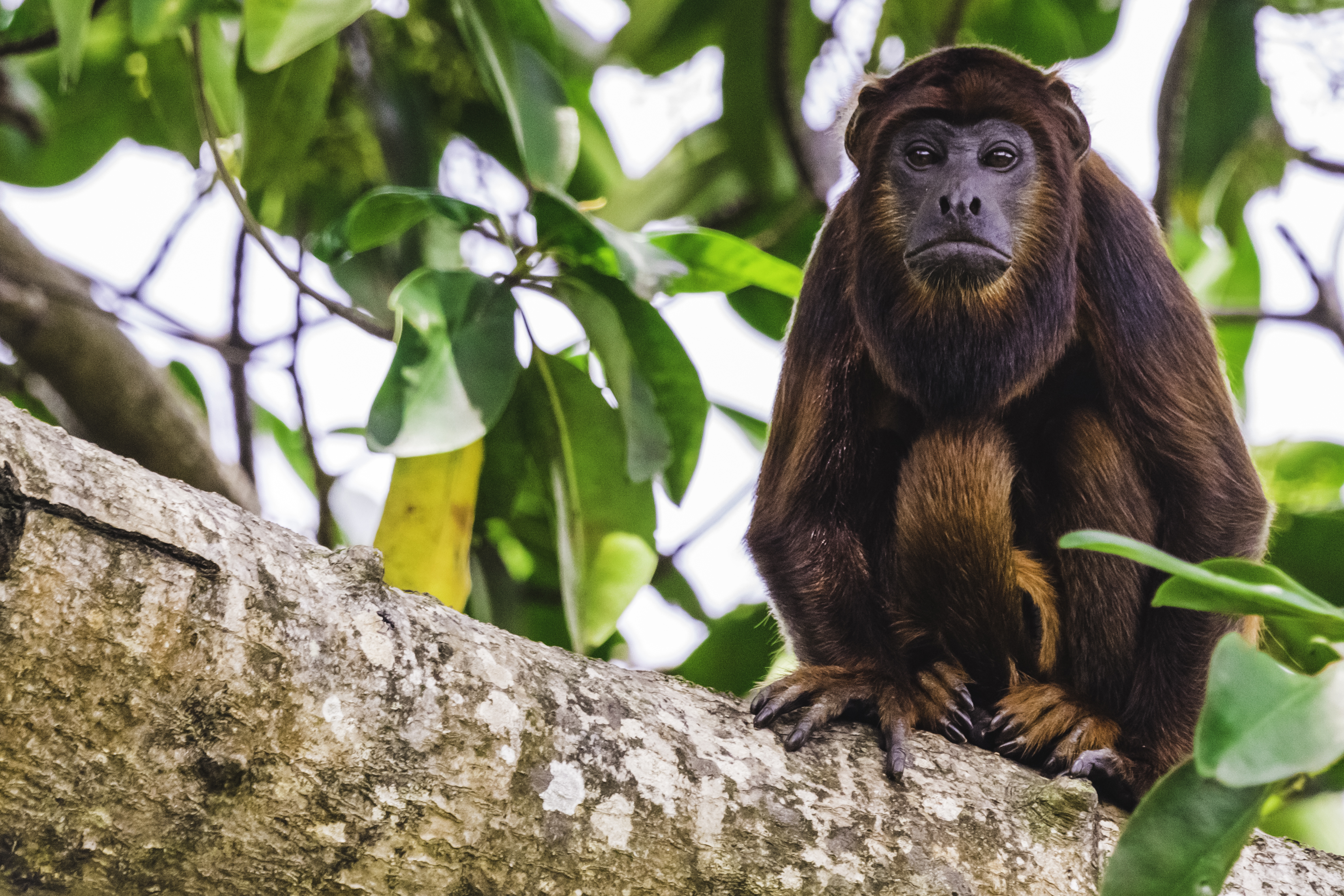 Turismo de naturaleza en Brasil, qué hacer en Brasil.
