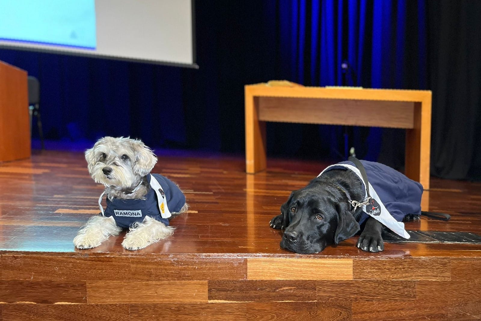 Junto con un equipo de veterinarios, fisioterapeutas y psicólogos de la Universidad CES, estos perros fueron entrenados para actuar como de asistencia.