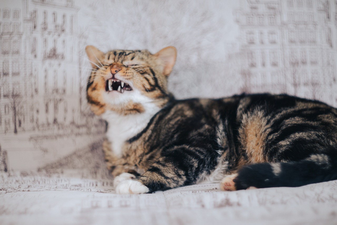 Cosas que hacen los gatos cuando quieren dominar a su dueño