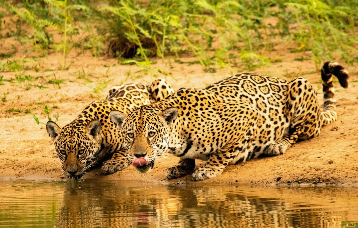 Actualmente el jaguar se encuentra en la categoría de “casi amenazada” en la Lista Roja de la Unión Internacional de la Conservación de la Naturaleza.