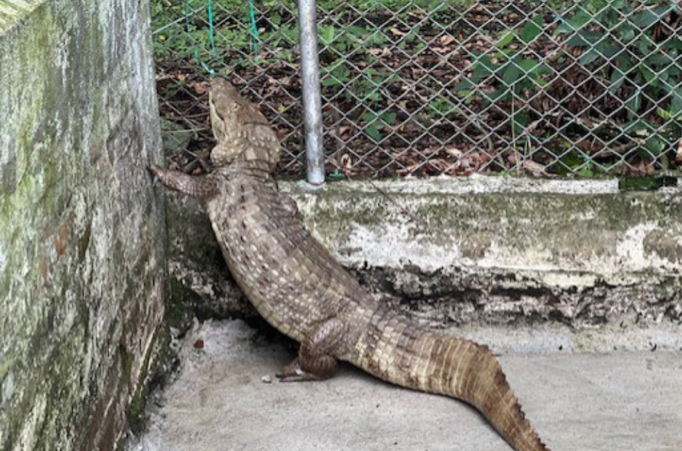Rescatan una babilla de 38 kilos encontrada en el jardín de una casa en Cartago