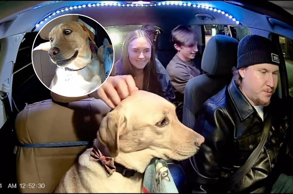 Conozca a Bowie, el “Perro Uber” que está conquistando las redes sociales (video)
