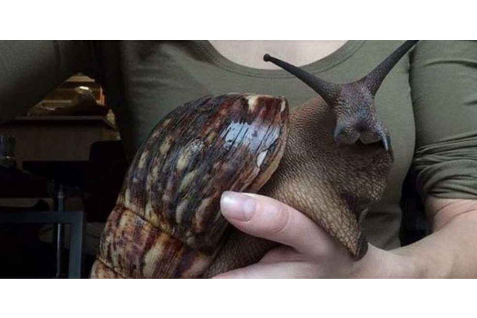 Caracol gigante africano amenaza cultivos en Cundinamarca
