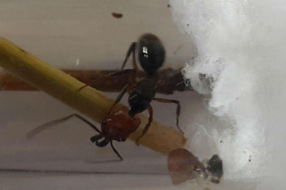Tráfico de fauna silvestre en El Dorado: autoridades se incautan de 12 hormigas cazadoras 